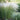 Mexican Feathergrass, 50 Seeds