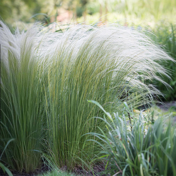 Mexican Feathergrass, 50 Seeds
