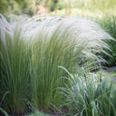 Mexican Feathergrass, 50 Seeds