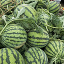 'Xia Shi No.1' Hybrid Watermelon Seeds, 400 Seeds