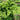 Curly Leaf Parsley Seeds, 2g