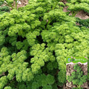 Curly Leaf Parsley Seeds, 2g