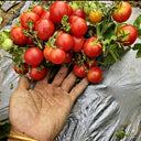 769 Mini Pig Red Tomato, 5 Seeds
