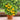 107 Midget Baby Yellow Tomato, 5 Seeds
