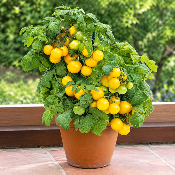 107 Midget Baby Yellow Tomato, 5 Seeds