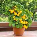 107 Midget Baby Yellow Tomato, 5 Seeds