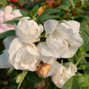 White Garden Balsam Double Flower Seeds, 100 Seeds