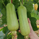 Baipangwa White Luffa Seeds, 10 Seeds