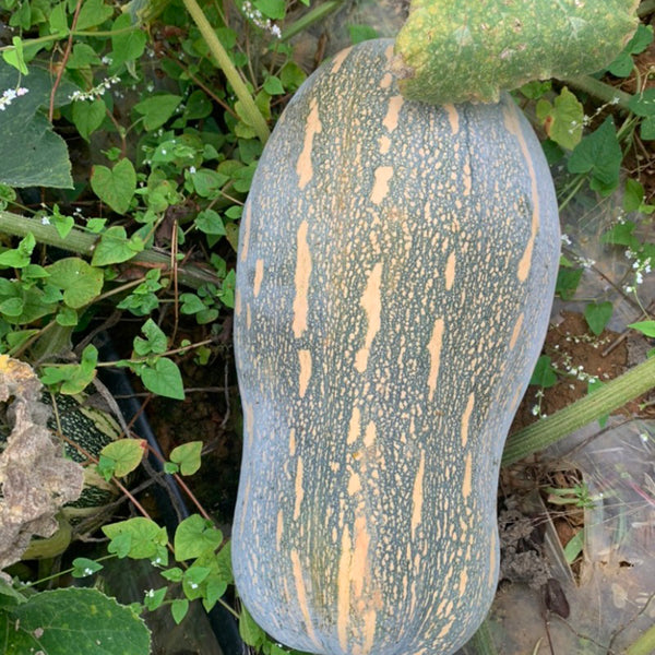 Baby Pumpkin Seeds, 10 Seeds