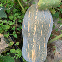 Baby Pumpkin Seeds, 10 Seeds