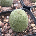 Pseudolithos migiurtinus Live Cactus