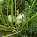 Golden Thread Squash Seeds, 10g