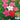 Hezhichun Cypress Vine Seeds, 1g