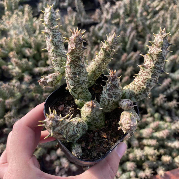 3-4Pcs Caralluma hesperidum, 3-4cm