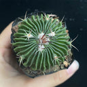Echinofossulocactus multicostatus, 3-4cm