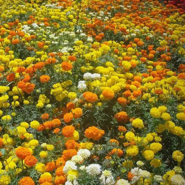 African Marigold (Tagetes erecta) Seeds, 500 Seeds