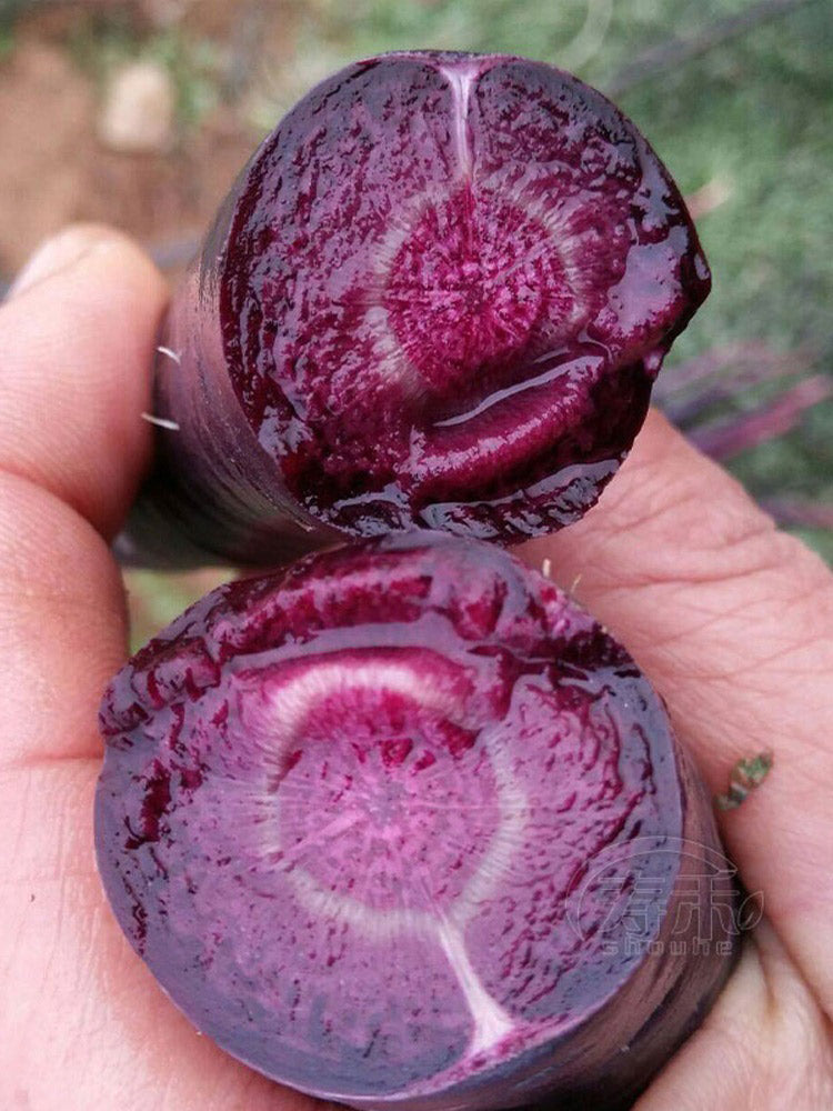 Blackish Purple Carrot Seeds, Pack of 380