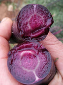 Blackish Purple Carrot Seeds, Pack of 380