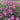 Pink Double Petal Cupcake Cosmos Seeds, 1g
