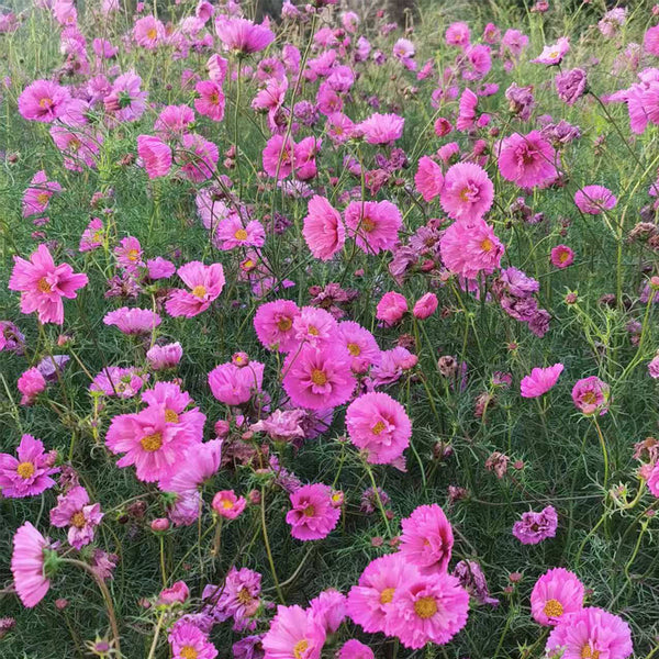 Pink Double Petal Cupcake Cosmos Seeds, 1g