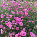 Pink Double Petal Cupcake Cosmos Seeds, 1g