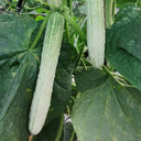 Yanbai No.7 White Cucumber Seeds, 10g