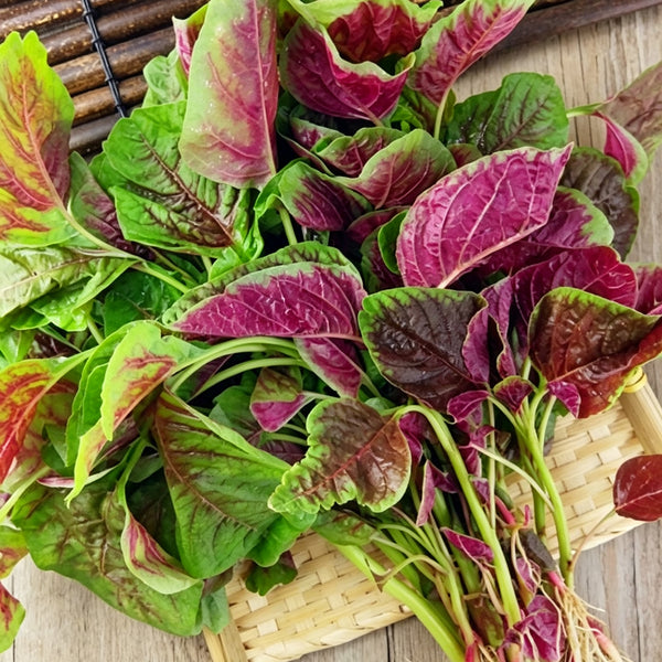 Large Round Leaf Red Amaranth Seeds, 20g