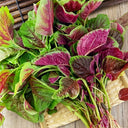 Large Round Leaf Red Amaranth Seeds, 20g