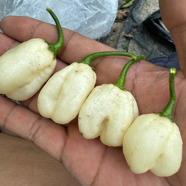 White Habanero Pepper, 5 Seeds