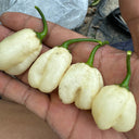 White Habanero Pepper, 5 Seeds