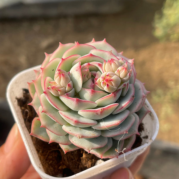 Echeveria derenbergii Captain Hay, 1pc x 1-head