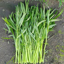YuFeng No.6 Water Spinach Seeds, 20g