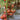 852 Polish Night Tomato, 5 Seeds