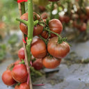 852 Polish Night Tomato, 5 Seeds