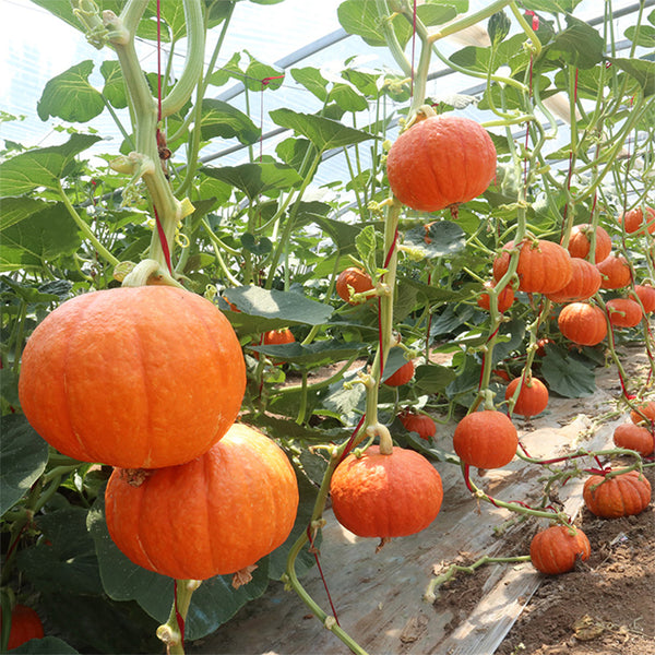 Golden Honey Pumpkin Seeds, 10 Seeds
