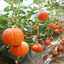Golden Honey Pumpkin Seeds, 10 Seeds