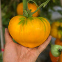 'Lyuba's Heart' Tomato Seeds, 5 Seeds