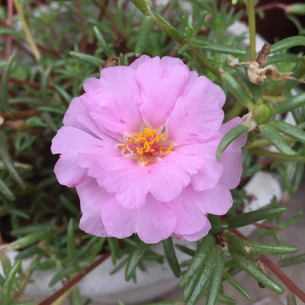 Hezhichun Pink Moss-Rose Purslane Seeds, 1g