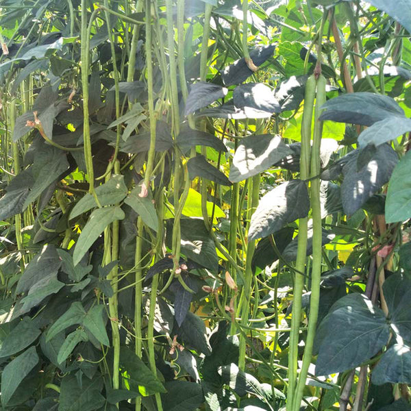 'Zhangtang King' Yardlong Bean Seeds, 50g