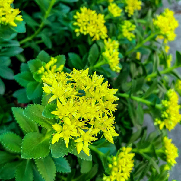 Sedum aizoon, 200 Seeds