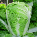 Early-maturing No.5 Chinese Cabbage Seeds, 5 × 5g Bags