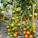 493 Honey Pear Tomato, 5 Seeds