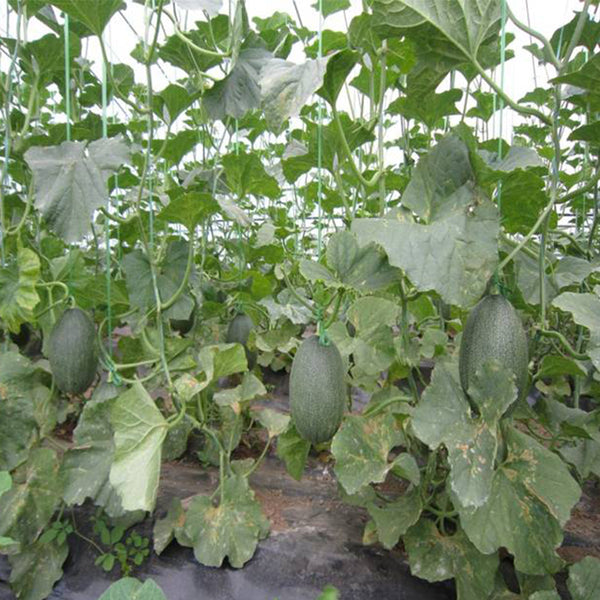 Qingshami Muskmelon Seeds, 50 Seeds