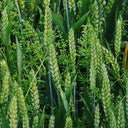Barley Seeds, 100 Seeds