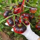 7 Azure Giant Tomato, 5 Seeds