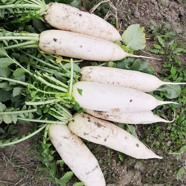 Jiujinyu White Radish Seeds, 10g