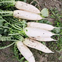 Jiujinyu White Radish Seeds, 10g