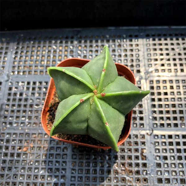Pentagonal Glazed Bishop's Cap Live Cactus