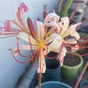 'Pink Dream' Lycoris, 1 Bulb