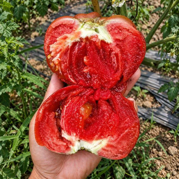 244 Elena's Amethyst Heart Tomato, 5 Seeds